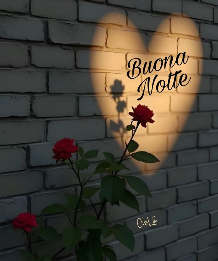 buonanotte fiore buonanotte fiore